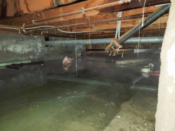 Best Local water damage restoration  in Columbus, MT