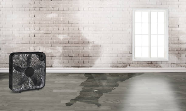 Best Local water damage restoration  in Columbus, MT